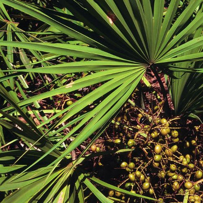 Saw Palmetto Extract